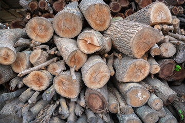 Piles of firewood of various sizes in the storage area.