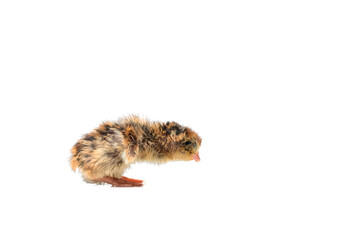 Newborn quail ball on white background.