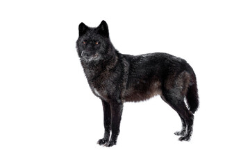 Obraz premium wolf stands during snowfall isolated on white background