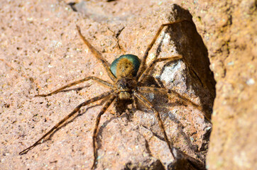 spider on the web