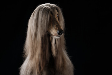 portrait of an Afghan hound on a black background. long-haired dog for excellent grooming
