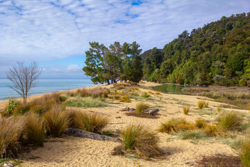 Fototapeta na wymiar Apple Tree Bay sandy beach, Abel Tasman National Park, South Island, New Zealand
