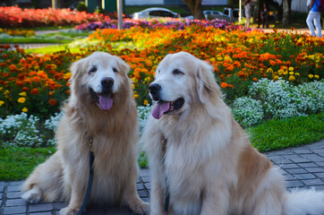 golden retriever in the park