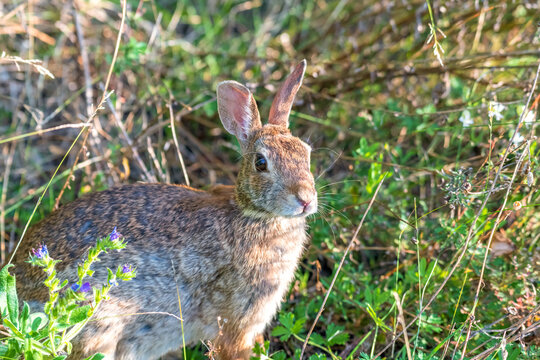 Cute bunny with its ears straight up sitting at the side of a path in the woods. Eastern cottontail rabbit.