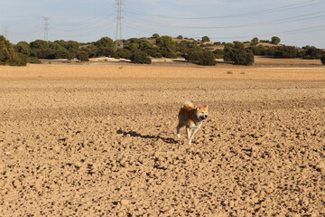 dog in the field