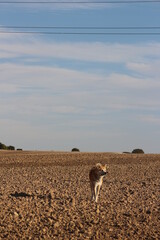 desert in the desert