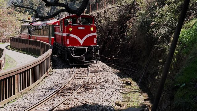 Spring concept-forest train on railway with beautiful cherry blossom in Alishan National park, Taiwan,