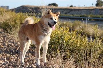 akita inu dog 