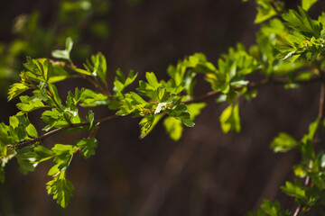 leaves in spring