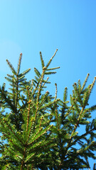 beautiful fluffy spruce branch against a blue sky