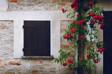 Old wooden closed window on a stone wall covered by red roses, flower and green leaves - 423740859