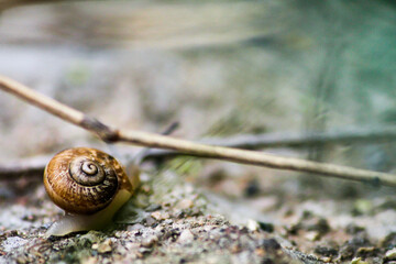 Snail passing under a branch 