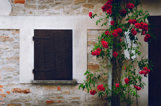 Old wooden closed window on a stone wall covered by red roses, flower and green leaves
