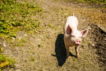 Kleines Schwein im Rasen