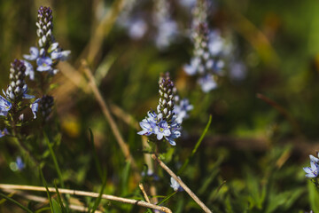 butterfly on a flower