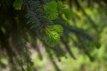 Spring spruce buds on intense green fir branches. Wallpaper with vibrant pine branches. Copy space. 