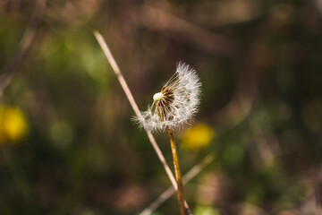 close up of dandelion