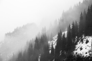 silhouettes of fir trees in the mountains covered with fog