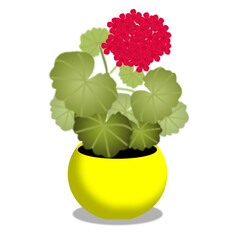 flower in a pot, geranium