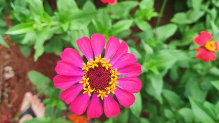 Fototapeta premium Flores, frutos, animais, céu, natureza, Flowers, fruits, animals, sky, nature
