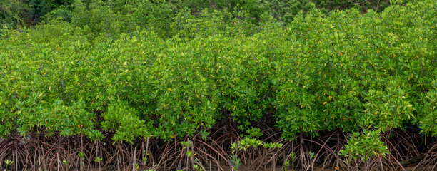 Mangrove plant forest implant at sea beach.