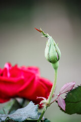 Romantic red rose in the garden