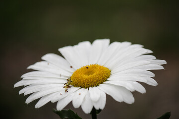 Obraz premium White daisy after a thunder storm