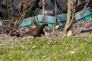 blackbird turdus merula sits on the ground between two bushes and observes its surroundings in the spring in the sun