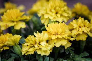 Solid yellow marigolds in the vegetable garden