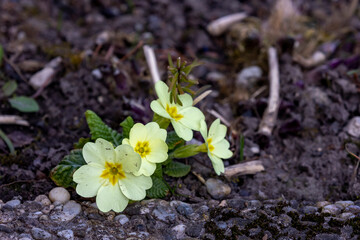 small yellow primroses grow along the roadside in spring and look very cute 