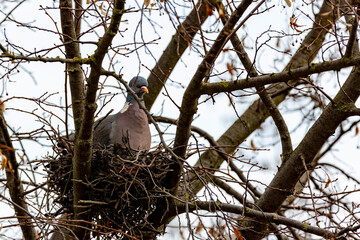 Dove Columbidae sits on the tree in the nest and enjoys the spring 