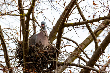 Dove Columbidae sits on the tree in the nest and enjoys the spring 