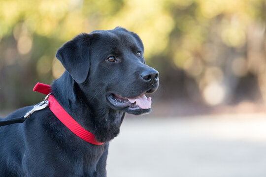 A beautiful black dog with a red collar on a black leash standing in a park