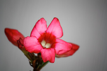 Pinkish red desert rose