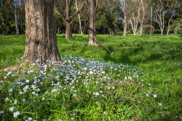 林の片隅の一本の樹の根本に咲く白い花、ハナニラ・イフェイオン
