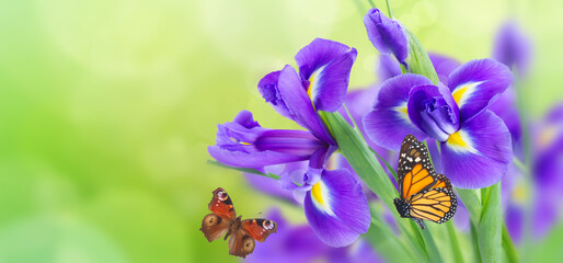 blue irise flowers © neirfy