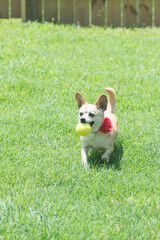 A cute little chihuahua running in the grass with a tennis ball in its mouth