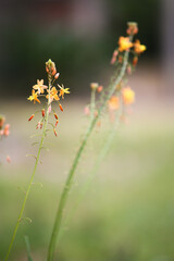 Little orange blossoms in the spring