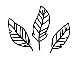 Vector bohemian style feathers isolated on white background. Boho line art design elements set.