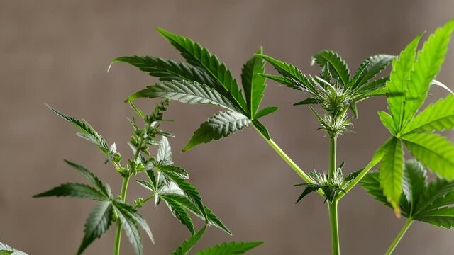 Green young medical cannabis female and male plant leaf close-up plant marijuana naturally Health and wellbeing green cannabis. Horizontal orientation. 4k