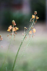 Little orange blossoms in the spring