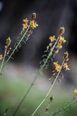 Little orange blossoms in the spring