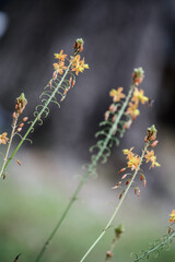 Little orange blossoms in the spring