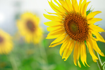 Sunflower close up on background.
