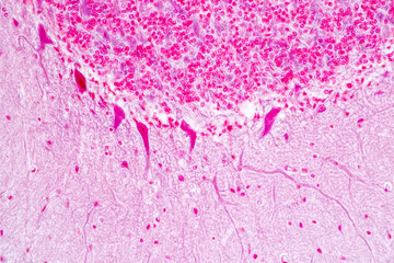 Education Spinal cord, Nerve, Cerebellum, Cortex and Motor Neuron Human under the microscope in Lab.
