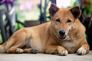 Eyes and gaze of the brown dog lying on the ground. Domestic animals in Thailand.