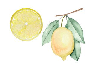 Watercolor set of lemons. Lemon segments juicy lemon on a brunch. 