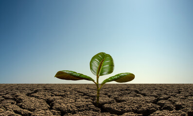sprout with three green leaf to grow out on droughty desert