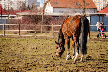 Brown adult horse with white spots on muzzle graze in the meadow behind a wooden fence, field in farm, portrait of beautiful chestnut bay horse, Horse Stud, blurred village background