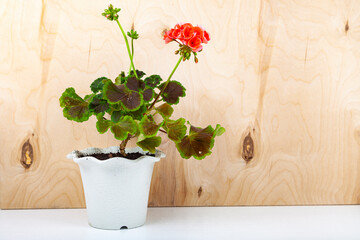 Indoor flowers on a wooden background.